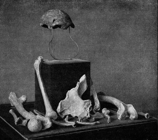 Remains Fossil Bones Neanderthal Man Bonn Provincial Museum Vintage Engraved — Stock Photo, Image