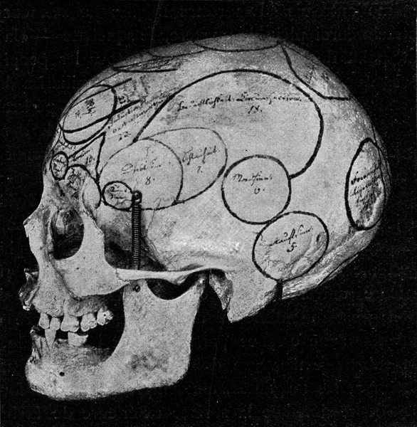 側面と背面から見られるガル臓器の表示を持つ頭蓋骨 ヴィンテージ刻まれたイラスト 1910年宇宙と人類から — ストック写真