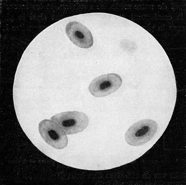 Клетки Крови Лягушки Винтажная Гравированная Иллюстрация Универсальности Гуманности 1910 Год — стоковое фото