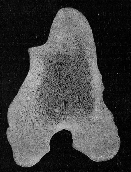 长颈鹿股骨下部横断面 老式雕刻图解 1910年来自宇宙与人类 — 图库照片
