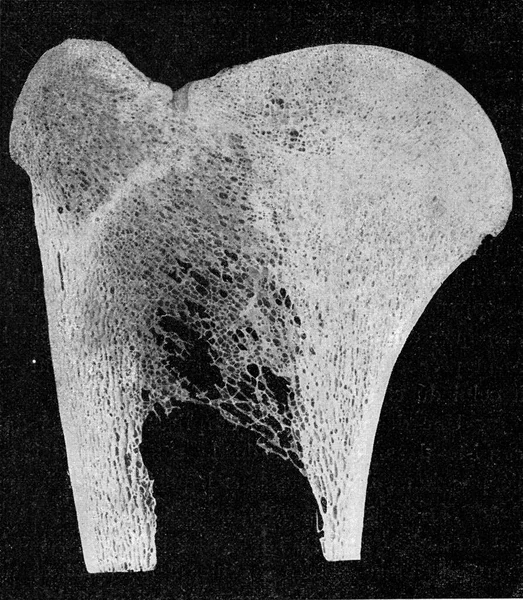 キリンの前腕の骨の上部までの縦のセグメント ヴィンテージの刻まれたイラスト 1910年宇宙と人類から — ストック写真