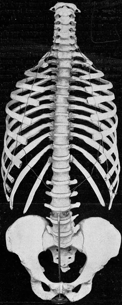 人椎柱侧面和骨盆带 老式雕刻图解 1910年来自宇宙与人类 — 图库照片