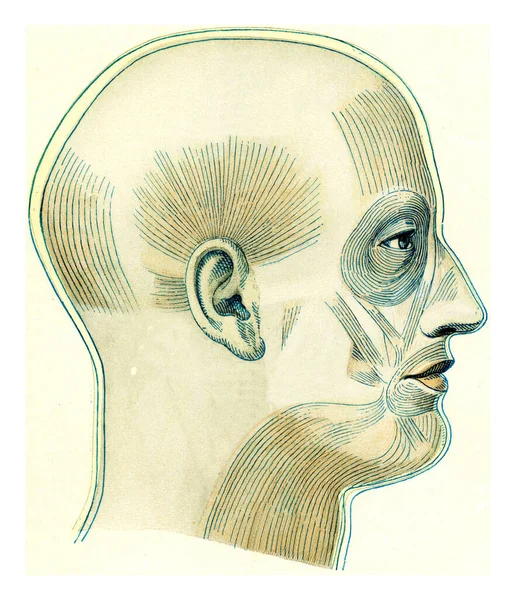 Поверхностные Мышцы Головы Шеи Европейской Винтажной Гравированной Иллюстрации Универсальности Гуманности — стоковое фото