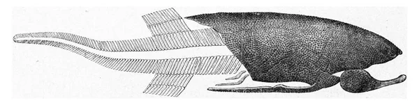 การบ รณะปลาเดโมเน ภาพแกะสล กโบราณ จากจ กรวาลและมน ษยชาต 1910 — ภาพถ่ายสต็อก