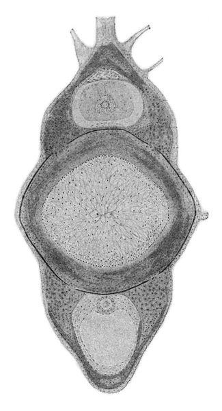 穿过一个年轻的色拉曼德的脊椎 古老的雕刻插图 1910年来自宇宙与人类 — 图库照片