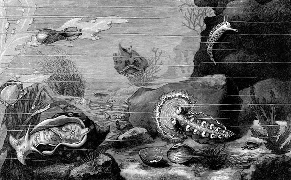 Vie Animale Fond Mer Illustration Gravée Vintage Univers Humanité 1910 — Photo