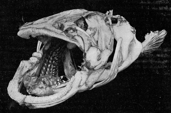 骨魚の枝先のある頭のスケルトン ヴィンテージの刻まれたイラスト 1910年宇宙と人類から — ストック写真