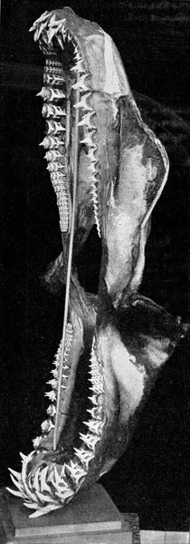 Верхняя Нижняя Челюсть Акулы Винтажная Гравированная Иллюстрация Универсальности Гуманности 1910 — стоковое фото