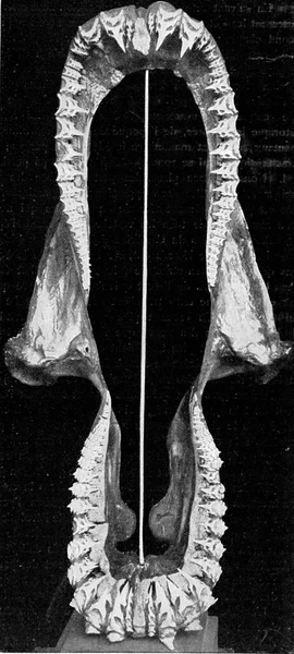 Mandíbula Superior Inferior Tubarão Vintage Gravada Ilustração Universo Humanidade 1910 — Fotografia de Stock