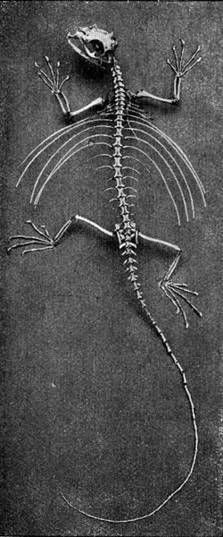 Skeleton Flying Lizard Vintage Engraved Illustration Universe Humanity 1910 — Stock Photo, Image