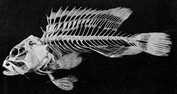 Kostlivec Kostnaté Ryby Vyrytá Ukázka Vesmíru Lidskosti 1910 — Stock fotografie