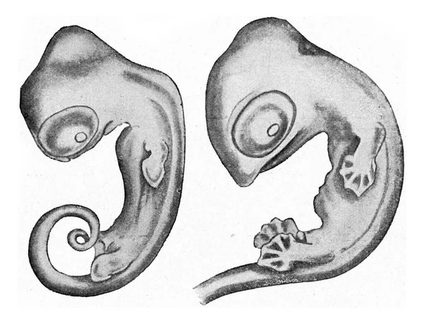 梭鱼的胚状体大幅增大 古老的雕刻图解 1910年来自宇宙与人类 — 图库照片