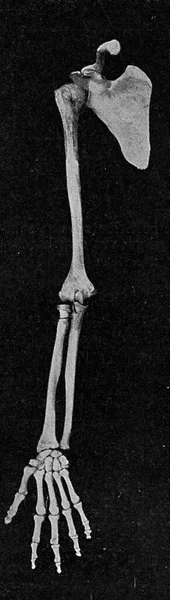 Skeleton Human Arm Scapula Vintage Engraved Illustration Universe Humanity 1910 — Stock Photo, Image