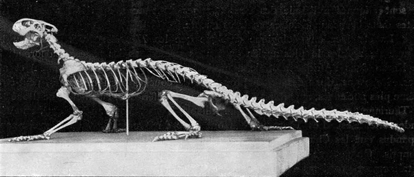 Szkielet Współczesnej Jaszczurki Ryty Stylu Vintage Wszechświat Ludzkość 1910 — Zdjęcie stockowe