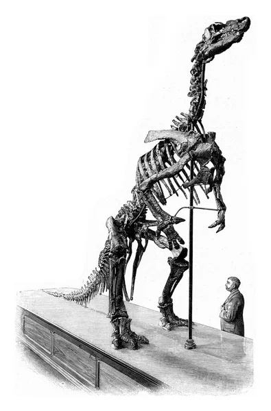 Szkielet Iguanodona Bernissart Grawerowana Ilustracja Rocznika Wszechświat Ludzkość 1910 — Zdjęcie stockowe