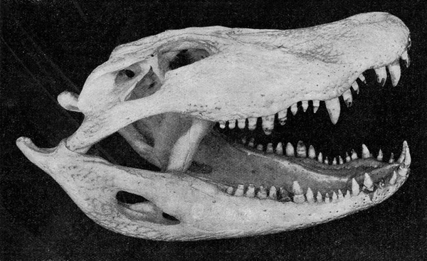 Schedel Onderkaak Van Een Alligator Vintage Gegraveerde Illustratie Uit Het — Stockfoto