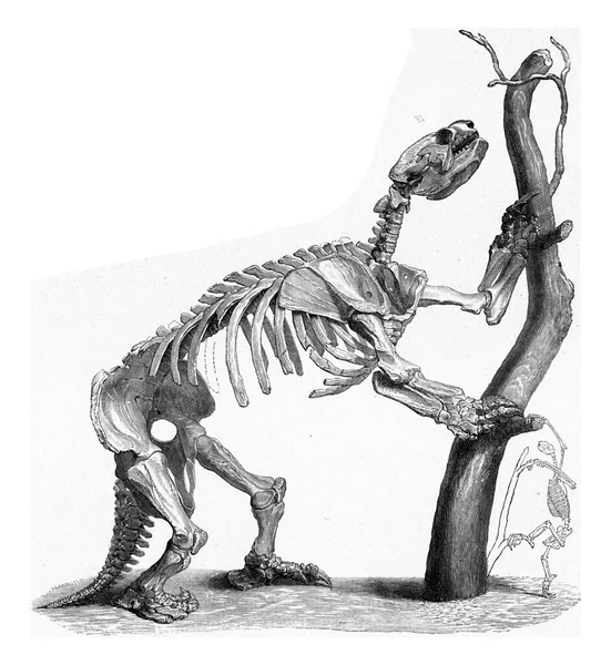 Szkielet Gigantycznych Leniwych Czasów Prehistorycznych Porównaniu Szkieletu Współczesnego Leniwego Vintage — Zdjęcie stockowe