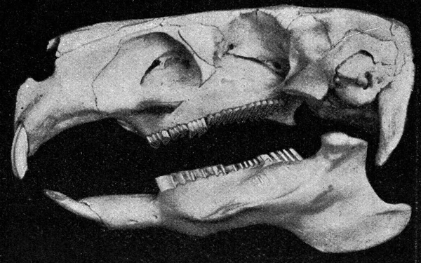 大きなげっ歯類の頭のスケルトン ヴィンテージ刻まれたイラスト 1910年宇宙と人類から — ストック写真