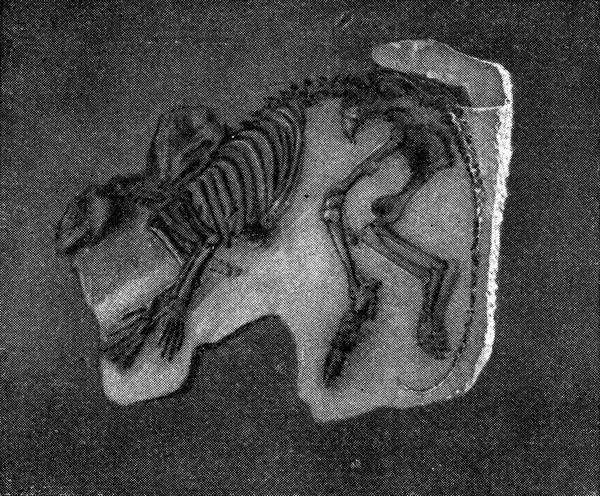 Skelett Phenacodus Primaevus Vintage Graverad Illustration Från Universum Och Mänskligheten — Stockfoto
