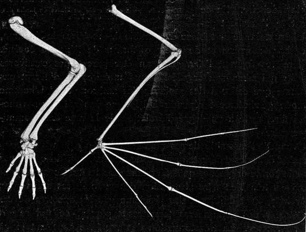 Egy Majom Egy Denevér Csontváza Vintage Vésett Illusztráció Univerzumból Emberiségből — Stock Fotó