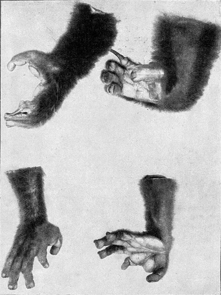 手和脚的Maki 老式雕刻插图 1910年来自宇宙与人类 — 图库照片