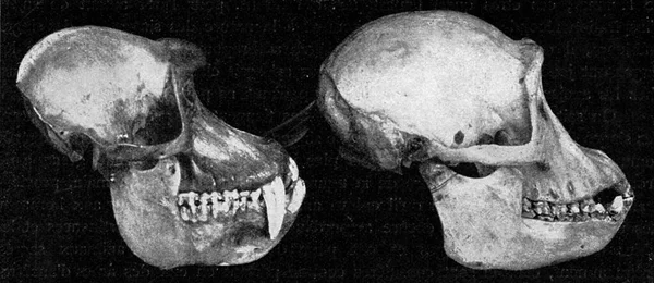 纸头盖骨和黑猩猩 古老的雕刻插图 1910年来自宇宙与人类 — 图库照片