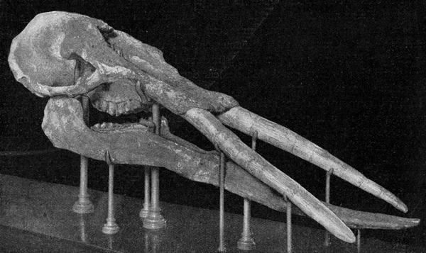Esqueleto Cabeça Mastodonte Com Defesas Poderosas Ilustração Gravada Vintage Universo — Fotografia de Stock
