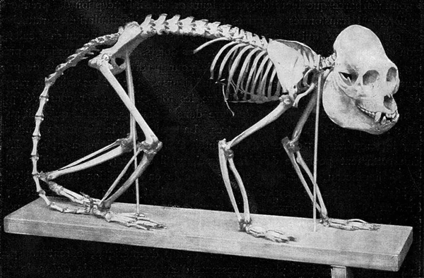 Skeleton Howler Monkey Brazil Vintage Engraved Illustration Universe Humanity 1910 — Stock Photo, Image