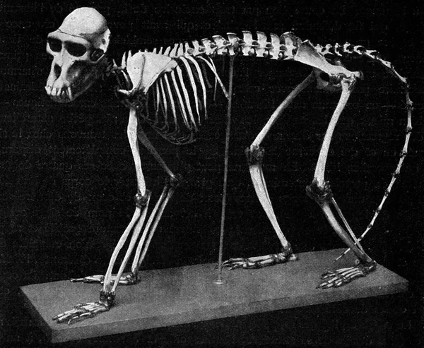 Skeleton Papion Vintage Engraved Illustration Universe Humanity 1910 — Stock Photo, Image