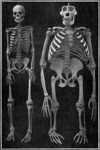 Скелет Стареющей Гориллы Помещённой Рядом Скелетом Европейской Винтажной Гравированной Иллюстрации — стоковое фото
