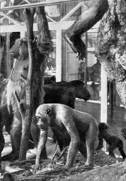 Groupe Gorilles Avec Leur Nid Illustration Gravée Vintage Univers Humanité — Photo
