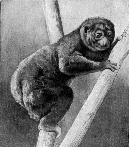Maki Jako Typ Horolezce Archivní Rytá Ilustrace Vesmíru Lidskosti 1910 — Stock fotografie
