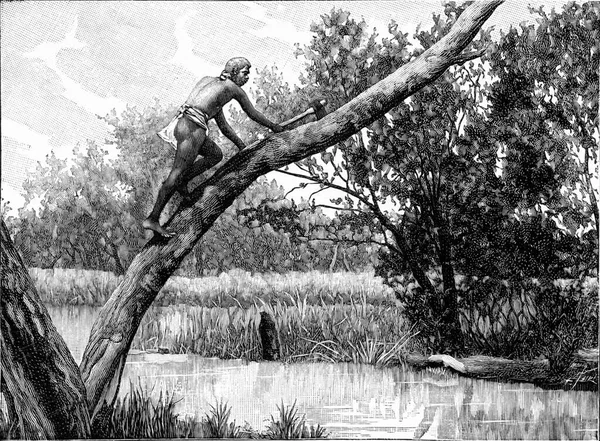 Австралийское Лазание Дереву Старинная Гравированная Иллюстрация Универсальности Гуманности 1910 Год — стоковое фото