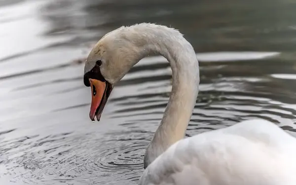 Schöner Weißer Schwan Auf Dem See — Stockfoto