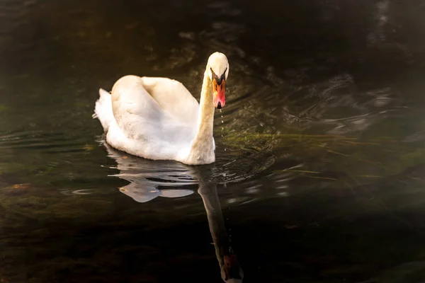 Schöner Weißer Schwan Schwimmt See — Stockfoto