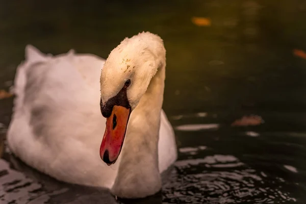 Belo Cisne Branco Lago — Fotografia de Stock