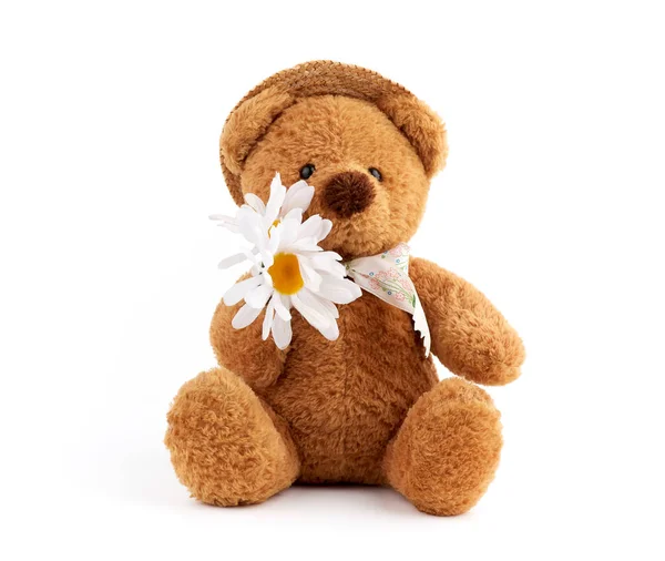 Boneka Beruang Cokelat Lucu Topi Jerami Memegang Daisy Putih Mainan — Stok Foto