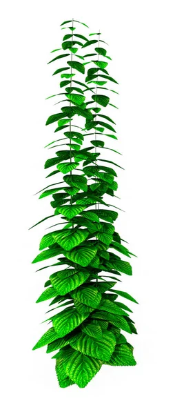 Beyaz Arkaplanda Boyutlu Bir Odun Bitkisi Urtica Dioica Görüntülemesi — Stok fotoğraf