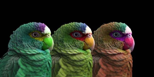 Variations White Fronted Amazona Albifrons — Stock Photo, Image