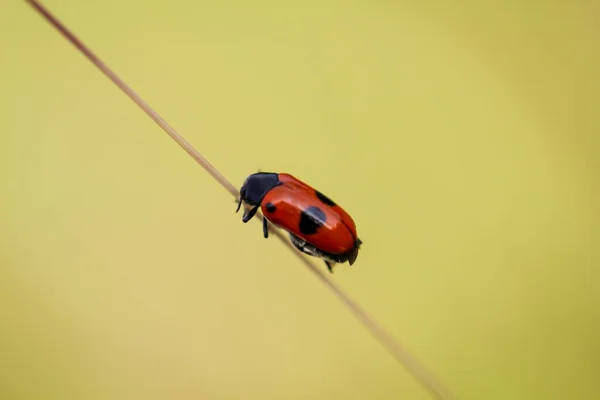 Ein Käfer Auf Einem Grashalm — Stockfoto