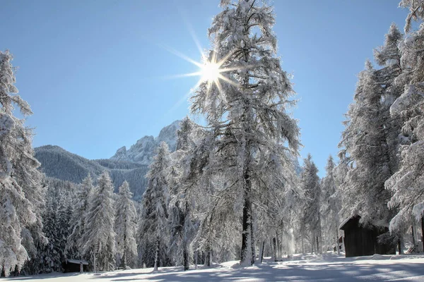 雪に覆われた木々の美しい冬の風景 — ストック写真