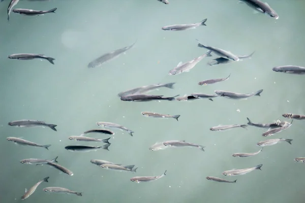 港の魚は水面下で直接泳ぐ — ストック写真