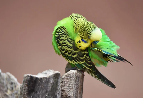 Belo Papagaio Zoológico — Fotografia de Stock
