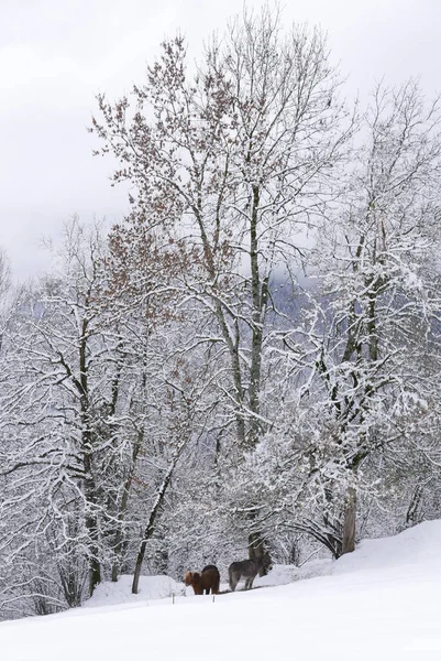 Vacanza Piedi Del Monte Bianco Inverno Nella Valle Chamonix Francia — Foto Stock
