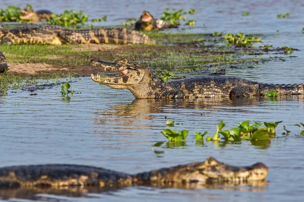 壮大なカイマン Caiman Crocodilus Yacare パンタナール マトグロッソ ブラジル — ストック写真