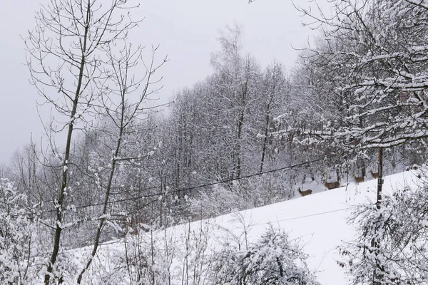 Vacanza Piedi Del Monte Bianco Inverno Nella Valle Chamonix Francia — Foto Stock