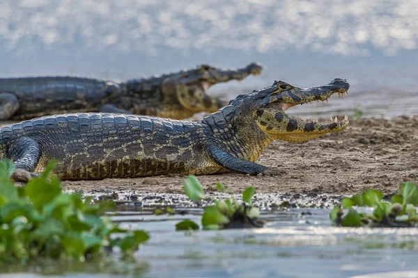 バックライト パンタナール マトグロッソ ブラジルの壮大なカイマン Caiman Crocodilus Yacare — ストック写真