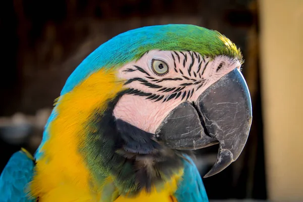 Bir Papağan Portresi Mavi Sarı Bir Papağan — Stok fotoğraf