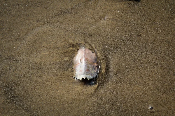 Dettagli Resti Crostaceo Granchio Guscio Crostaceo — Foto Stock