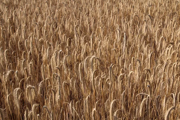 Cereais Campo Trigo Com Orelhas Maduras Pronto Para Colheita — Fotografia de Stock